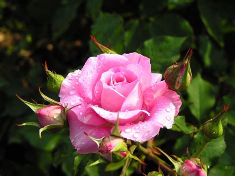 There are many different groups of roses, but most of roses growing today are modern roses which have been developed after 1867. Beautiful Fresh Roses For XCITEFUN users - XciteFun.net