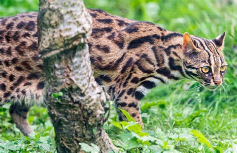 Ancient Chinese Domesticated Leopard Cats 5500 Years Ago