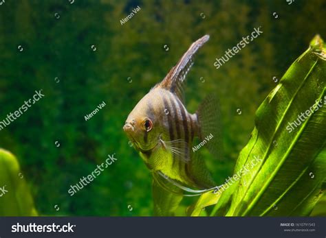 Angelfish Pterophyllum Scalare Cichlid Popular Ornamental Fish From