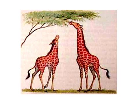 Natural Selection Giraffe Necks Nm Science Showme