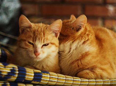 Do Kittens Remember Their Siblings