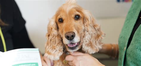Pet Wellness Plus - Pet Health Plan | Portland Vets