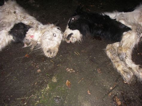 Foal And Pony Dumped And Left For Dead