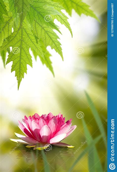 Beautiful Lotus Flower On Water Closeup Stock Image