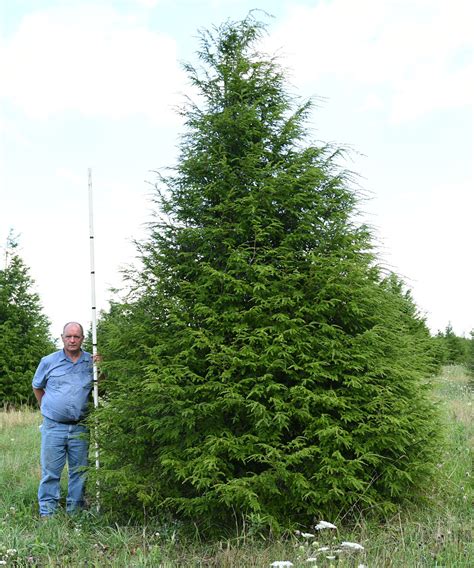 Maybe you would like to learn more about one of these? Kline's Tree Farm - Our Trees