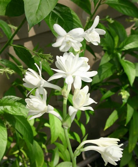 Tips You Should Follow For Taking Care Of Night Blooming Jasmines