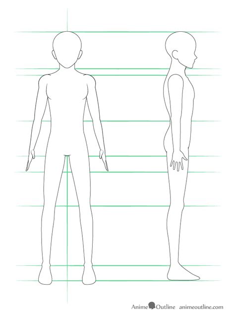 Male Anatomy Drawing Side View