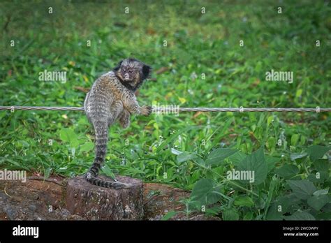 Baby Black-tufted Marmoset monkey (Callithrix penicillata Stock Photo