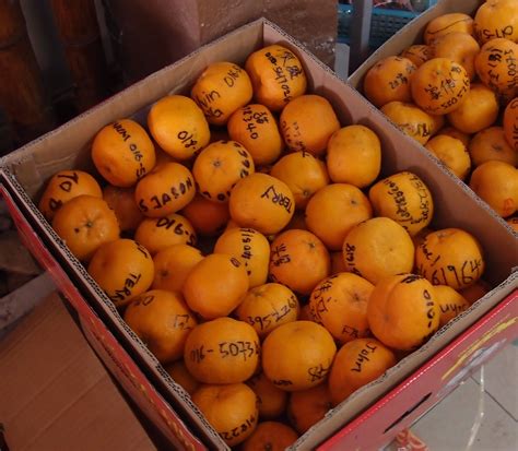 On chap goh mei, the fifteenth night of chinese new year, groups of malaysian revelers congregate at the edges of lakes and straits, their hands cupping vibrant oranges marred by sharpie scribbles. Xing Fu: MANDARIN ORANGES ON CHAP GOH MEH