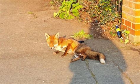 Teacher Rescues Injured Fox Using A Mega Box Of Dreamies Cat Treats