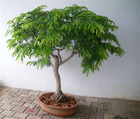Tamarind Tree | Bonsai tree types, Plants, Dwarf fruit trees
