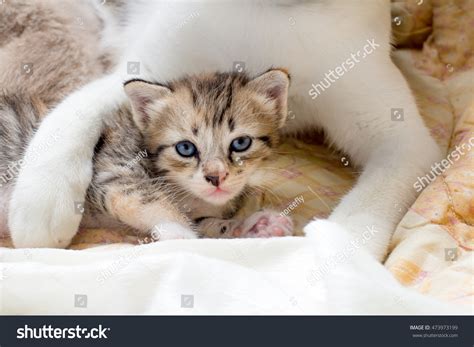 Kitten With Hug Of Mother Stock Photo 473973199 Shutterstock