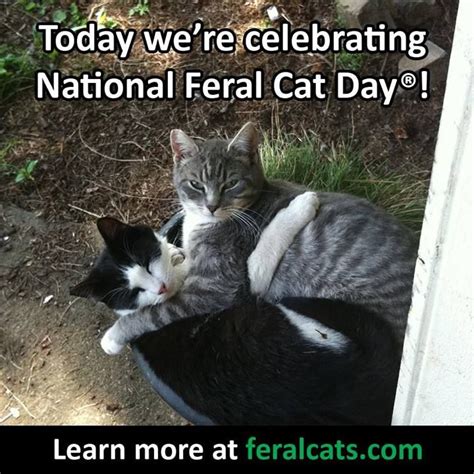 National Feral Cat Day Oct 16 Feral Cats Cats Cat Day