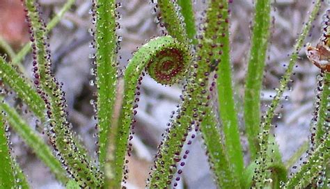 The 9 Types Of Carnivorous Plants Photos And Characteristics Wellnessbeam