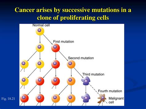 Ppt Cell Cycle Regulation And The Genetics Of Cancer Powerpoint