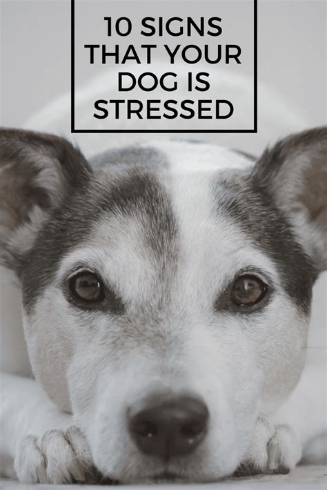 10 Signs That Your Dog Is Stressed 1 Savory Prime Pet Treats