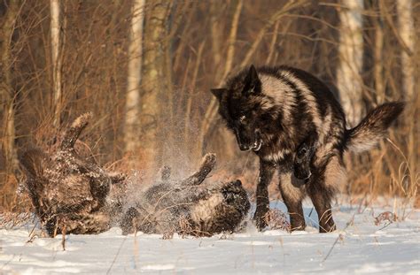 Yet he'd draw his blade, stance tense before he'd shake his head and tossing his blade aside. White Wolf : Perfect Timing Photos: A Close Encounter With ...