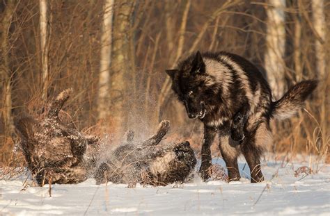 If you've been checking our site this week and have been wondering where all the new posts are…don't worry we have a massive update coming this weekend. White Wolf : Perfect Timing Photos: A Close Encounter With ...