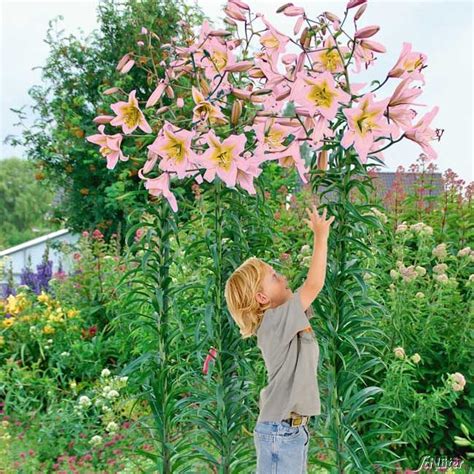 Wir bieten ihnen die höchste qualität gartengeräte, pflanzen, samen und blumenzwiebeln. Baum-Lilie 'Urandi' - 2 Stück - Lilium x hybrida - Lilien ...