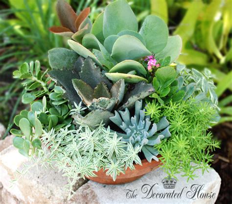 The Decorated House ~ How To Create A Succulent Dish Garden ~ Tutorial