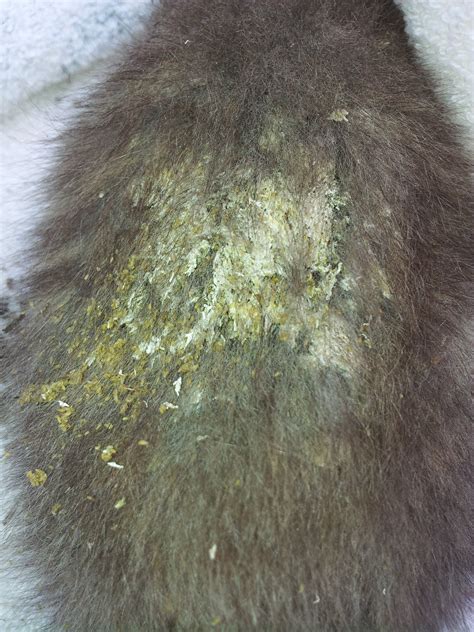 How to get stray kittens to come to you. How do you get maggots off a 6 week old kittens back?