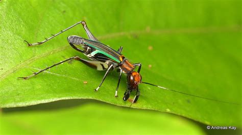 Pretty Cricket Phylloscirtus Sp Gryllidae Beautiful Butterflies