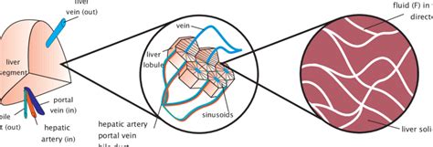 Front, back and two lobes. Macro (liver, lobes and segments), meso (lobule) and micro... | Download Scientific Diagram
