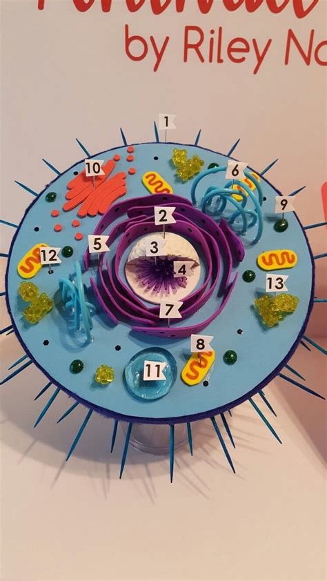 Learning science can be done in fun ways, especially when you animal cell model is required for class project and group project. 10 Trendy 3D Animal Cell Model Project Ideas 2021