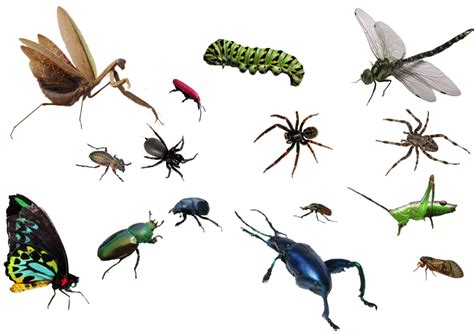 Tick Insect Free Png Png Play