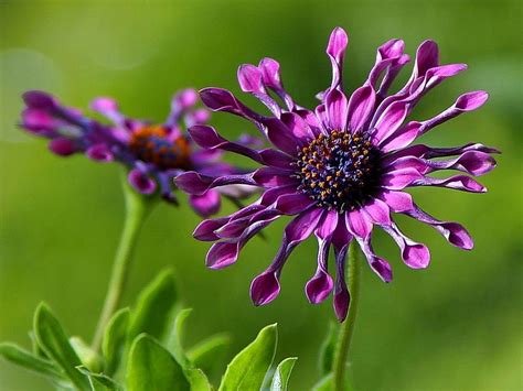 Its Native Habitat South Africa The African Daisy Bursts Into Bloom