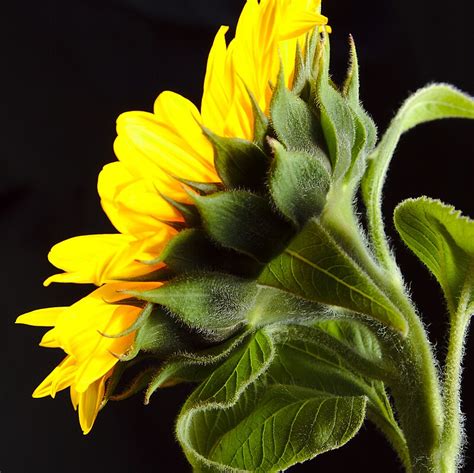 Sunflower Side View Photographic Prints By Mricci Redbubble