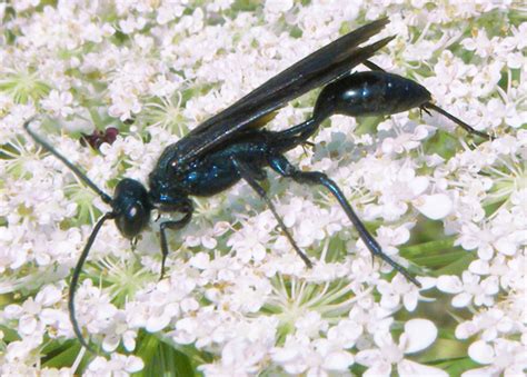 Blue Mud Wasp Whats That Bug