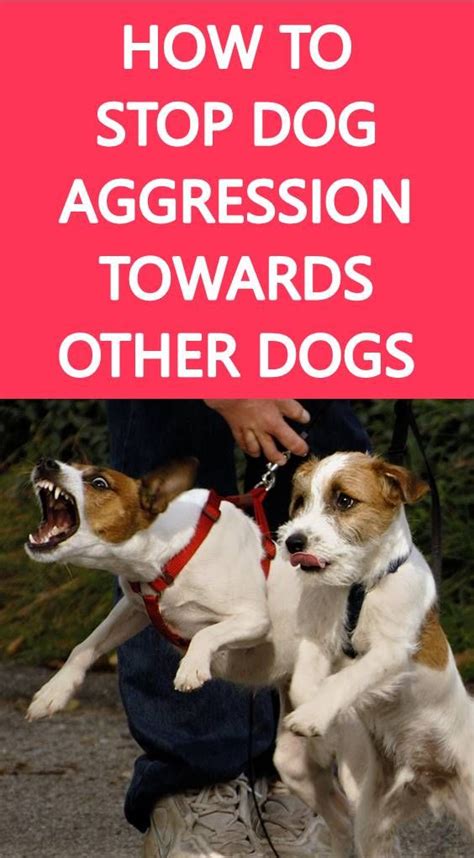 5 Training Tips To Stop Dog Aggression Towards Other Dogs Aggressive