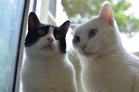 Male Vs Female Cats Is There A Difference In Personality Excited Cats