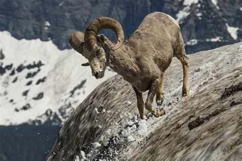 Hd Wallpaper Gray Mountain Goat Longhorn Ram Wildlife Nature Snow