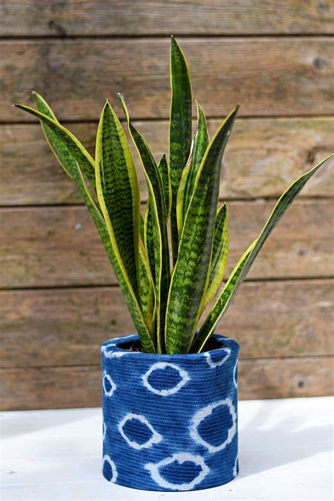 How do u get latias. How To Make Unique Shibori Indigo Planters - Pillar Box Blue