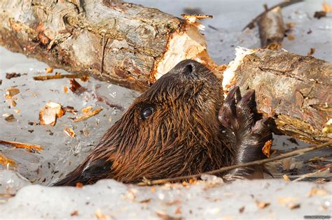 Beaver Chew Lagoon Report Toronto Island Photography