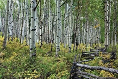 Aspen Grove Ii Photographic Print By Larry Malvin At Canvas