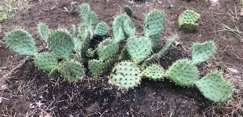 prickly pear opuntia opuntia polycantha cold hardy cactus cactus kingdom