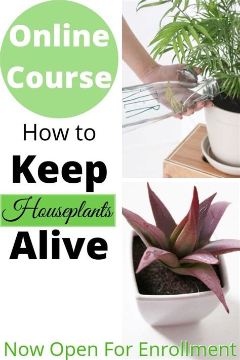 Maybe you would like to learn more about one of these? Pin on HOUSE PLANTS