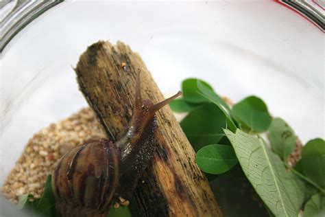 It's no doubt that the octopus is an intriguing creature that can be more interesting and interactive than other typical aquarium residents. How to Feed a Snail: 5 Steps (with Pictures) - wikiHow