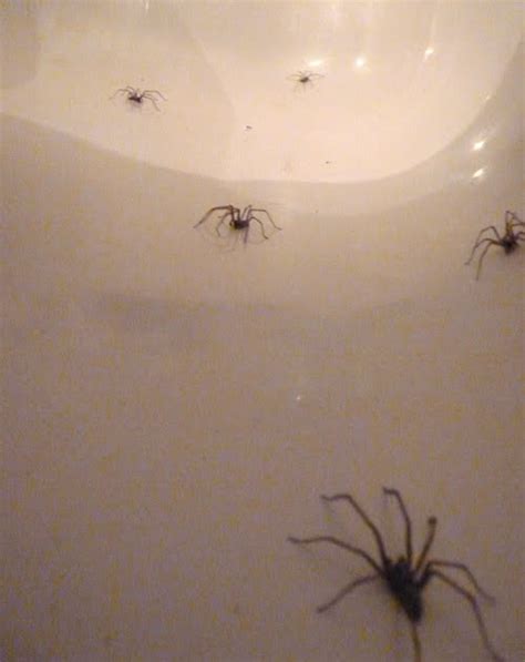 What A Wonderful Life Spiders In The Bath