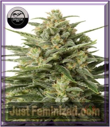 Dinafem Auto White Widow Xxl Feminised Cannabis Seeds