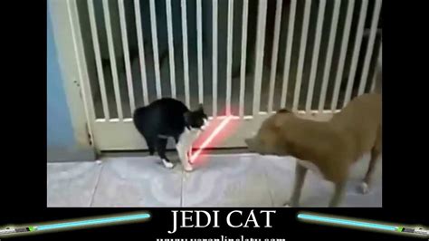 Jedi Cats Epic Lightsaber Duel Youtube