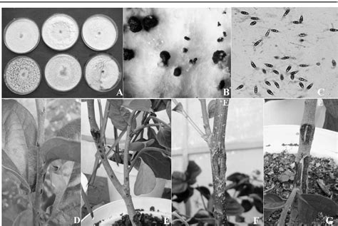 Figure 1 From First Report Of Pestalotiopsis Diospyri Causing Canker On
