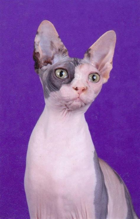 Sphynx kittens for sale at our cattery. Son Of RWSGCH For TICA | Sphynx cat, Sphynx cats, Cats