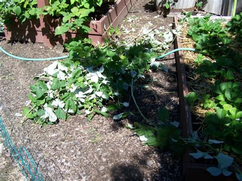 Check spelling or type a new query. Annie's Kitchen Garden: July 31, 2011 - The Raspberry Patch