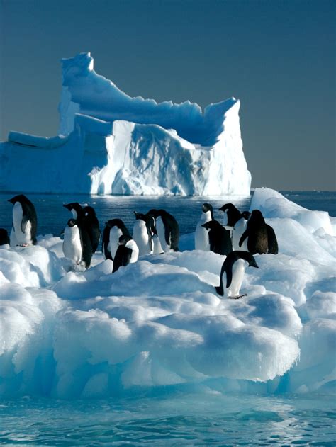 Antarctica Under Threat From Human Visitors Australian Environmental