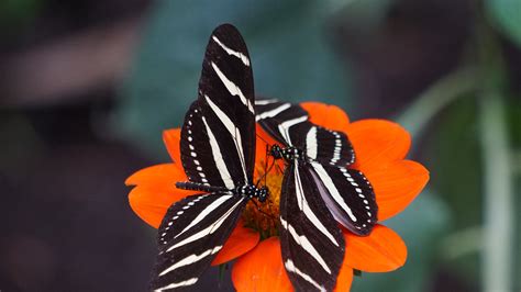 We have 56+ background pictures for you! Black and White Butterflies on Orange Flower 5K Wallpaper ...