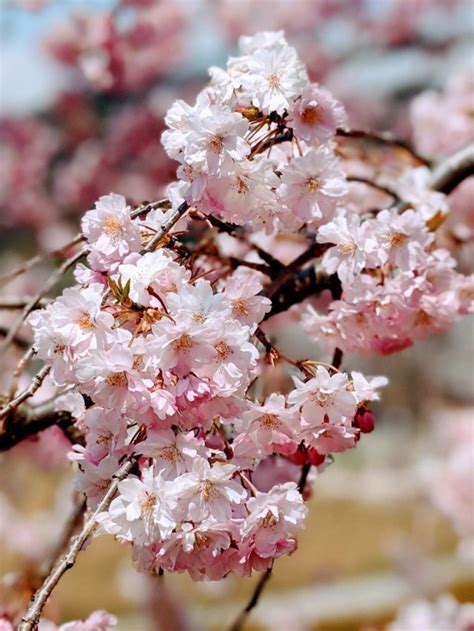 Nagano Cherry Blossom Update April 13th 2020 Snow Monkey Resorts